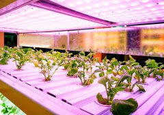 英飞特参股公司Agrify 在美上市，植物照明发展增速！