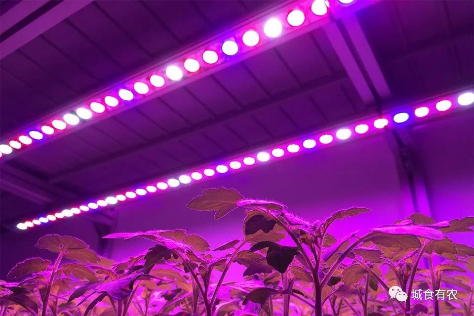 设施农业如何应用LED灯？