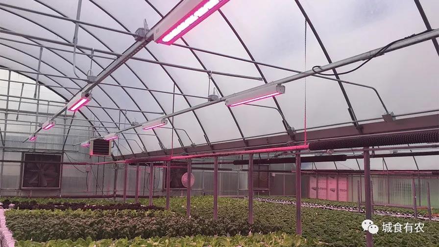 设施农业如何应用LED灯？