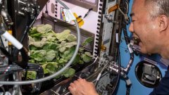 美国NASA展示国际空间站“小花园”植物工厂