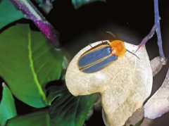 专家见解：减少灯光或改造光源有利于深圳莲花山公园萤火虫生长