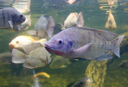 昕诺飞全新水产养殖照明产品利用太阳能促进鱼类生长并提高饲料转化率