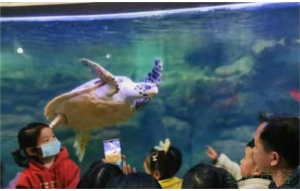 上海动物园对展缸进行灯光优化