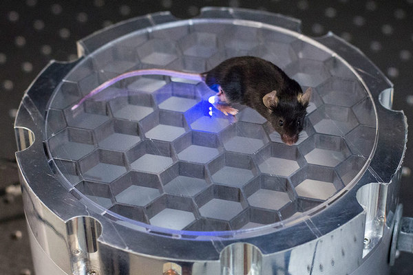 科学家将蓝色LED植入老鼠大脑 实现远程控制
