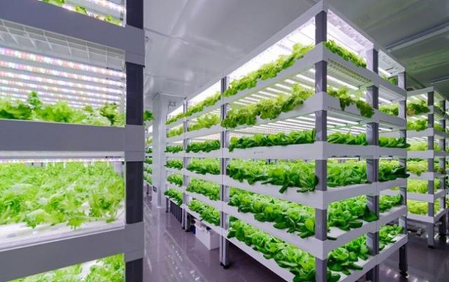 植物工厂助深圳龙华一实验企业蔬菜产量提升10倍