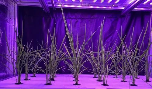 采用定制光谱的LED光源，将我国传统大田环境下水稻生长周期缩短了一半