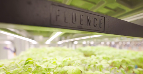 欧司朗旗下Fluence LED照明方案走进北京极星农业产业园