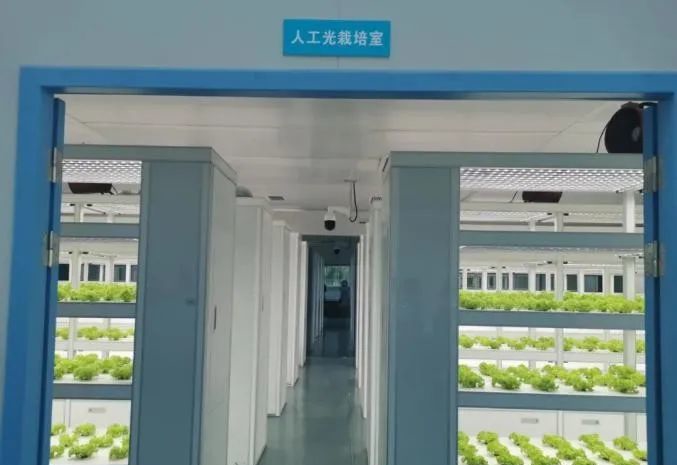 江苏南通十总镇圆宏万嘉智慧农业基地用LED人工光种植蔬菜