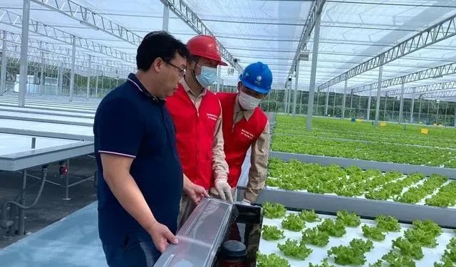 江苏南通十总镇圆宏万嘉智慧农业基地用LED人工光种植蔬菜