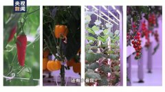 央媒探秘LED植物照明培育航天员食用蔬菜