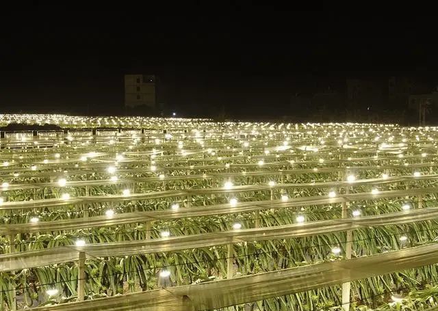 数万盏LED补光灯照亮广西玉林博白县沙河镇火龙果园