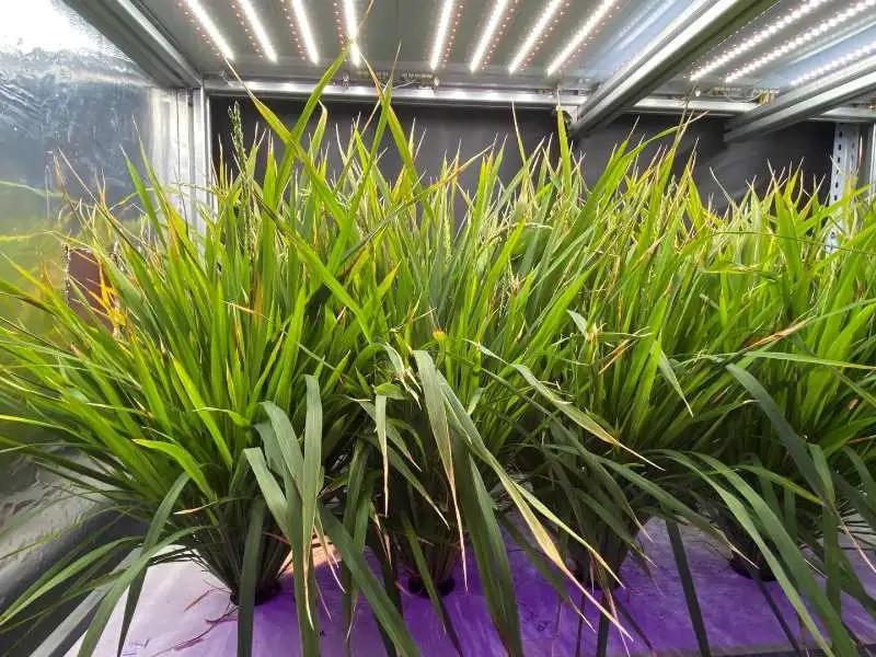 植物工厂水稻快速繁育关键技术入选中国农科院2021年10项重大成果产出