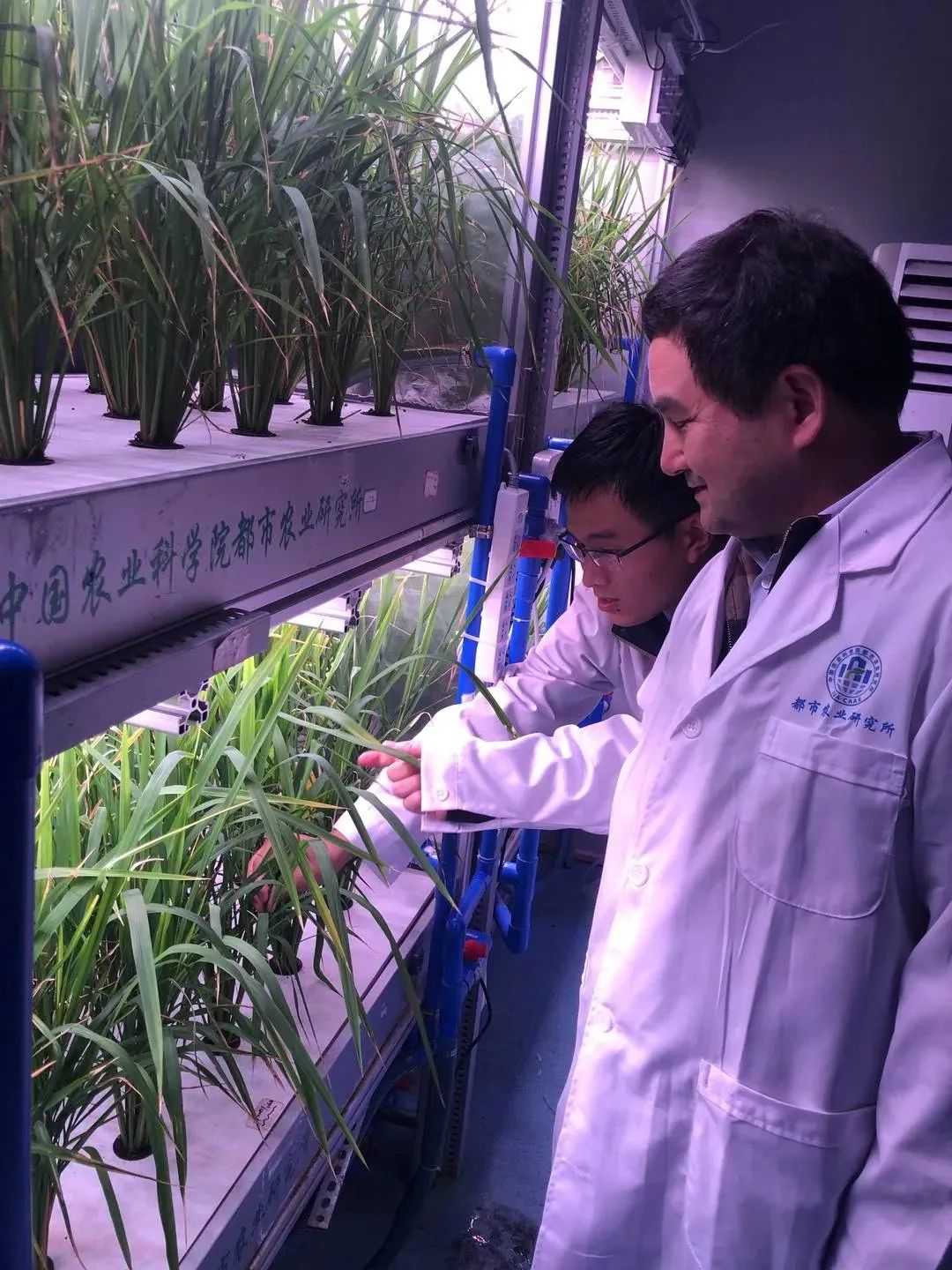 科学家在植物工厂内种出成熟的水稻，生长周期只要60天！