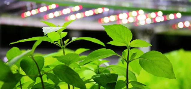 植物照明引领未来农业革命，植物补光设备发展快速，未来市场广阔