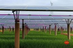 国内首个光伏发电供应植物照明与主粮生产创新项目在广西南宁横州市启动