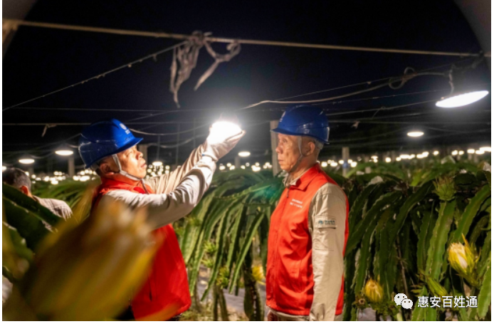 3.2万盏补光灯助福建泉州惠安县衡润种植基地火龙果开花生长