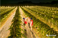 3.2万盏补光灯助福建泉州惠安县衡润种植基地火龙果开花生长