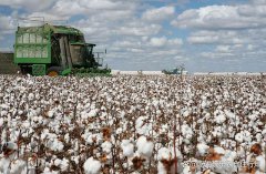 一台采棉机一天采多少亩 棉花采摘机采一亩多少钱？
