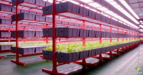 新疆图木舒克市打造LED牧草工厂