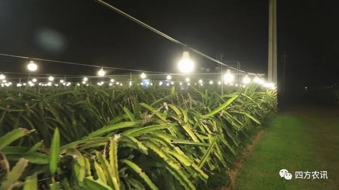 农业照明耗能且酿光害 台湾地区民团吁订定标准严审补助