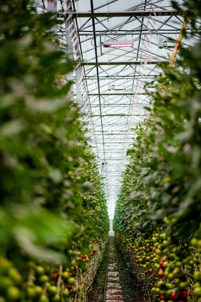 昕诺飞LED植物照明助力加拿大Sunterra温室实现蔬果全年高产
