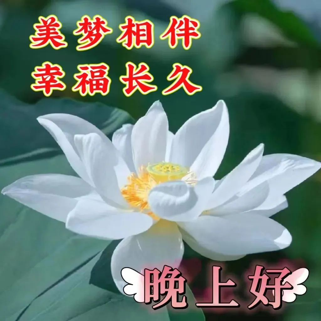 晚上好,晚安
