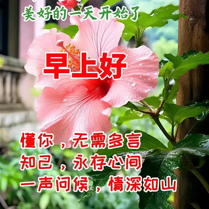 17条今天最新上午好问候语，天天牵挂，真心在乎