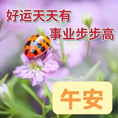 中午好,午安
