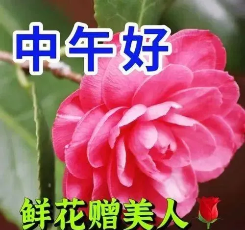 中午好,午安