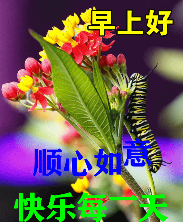 早安,早上好,上午好