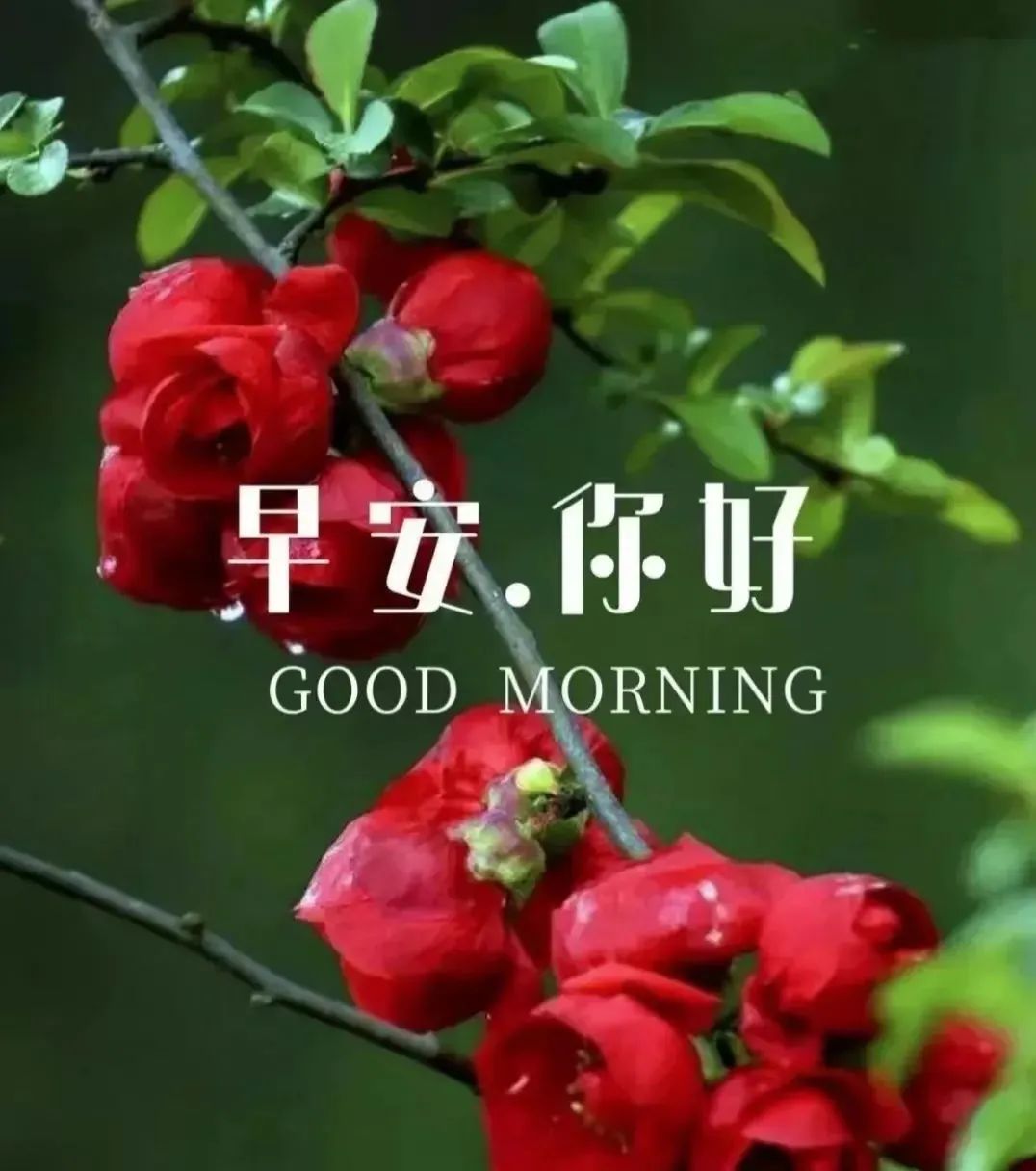早安,早上好,上午好