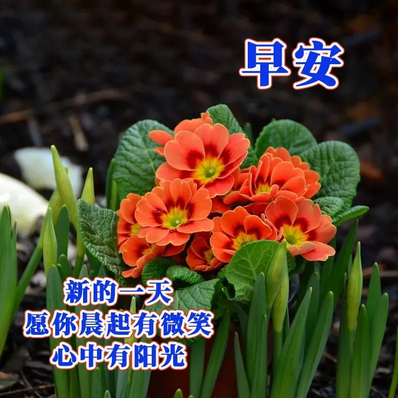 早安,早上好,上午好