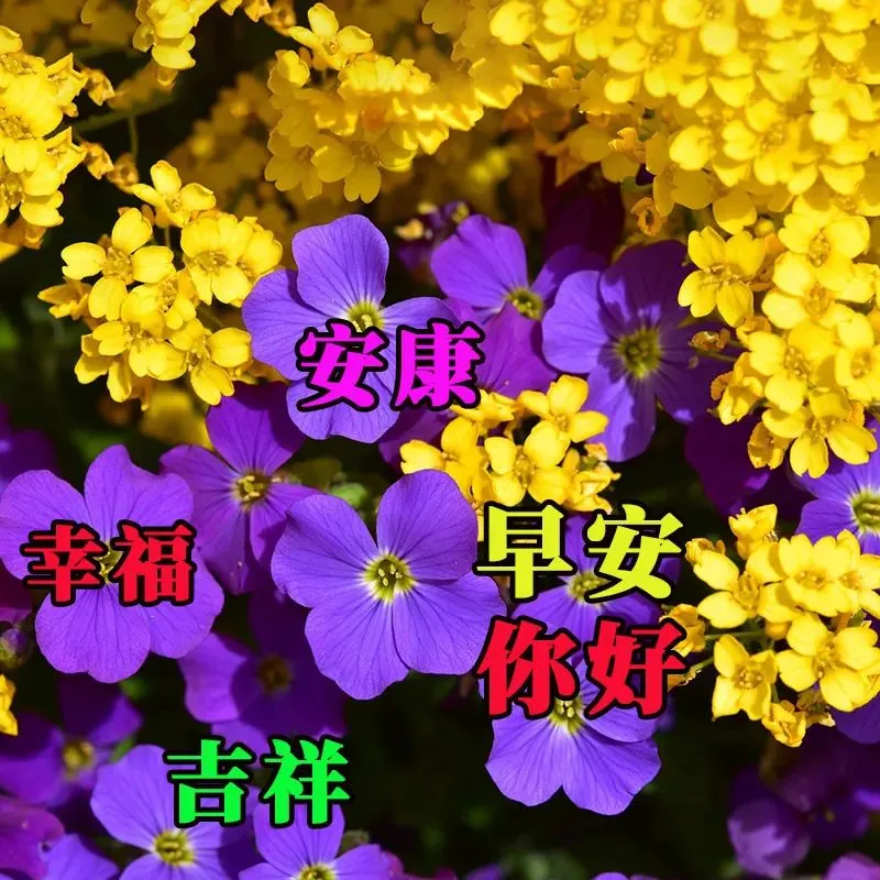 早安,早上好,上午好