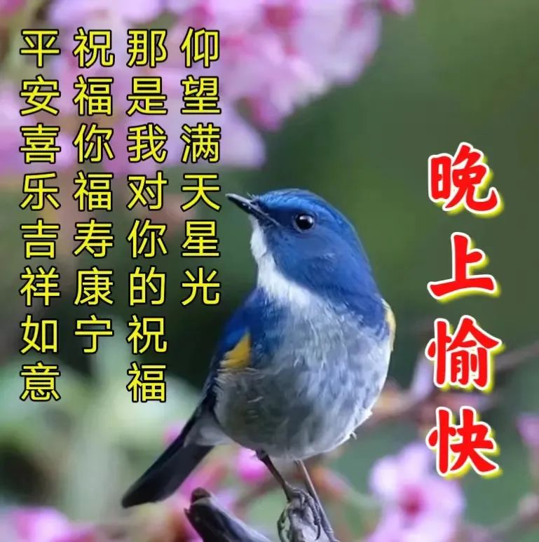 晚上好,晚安