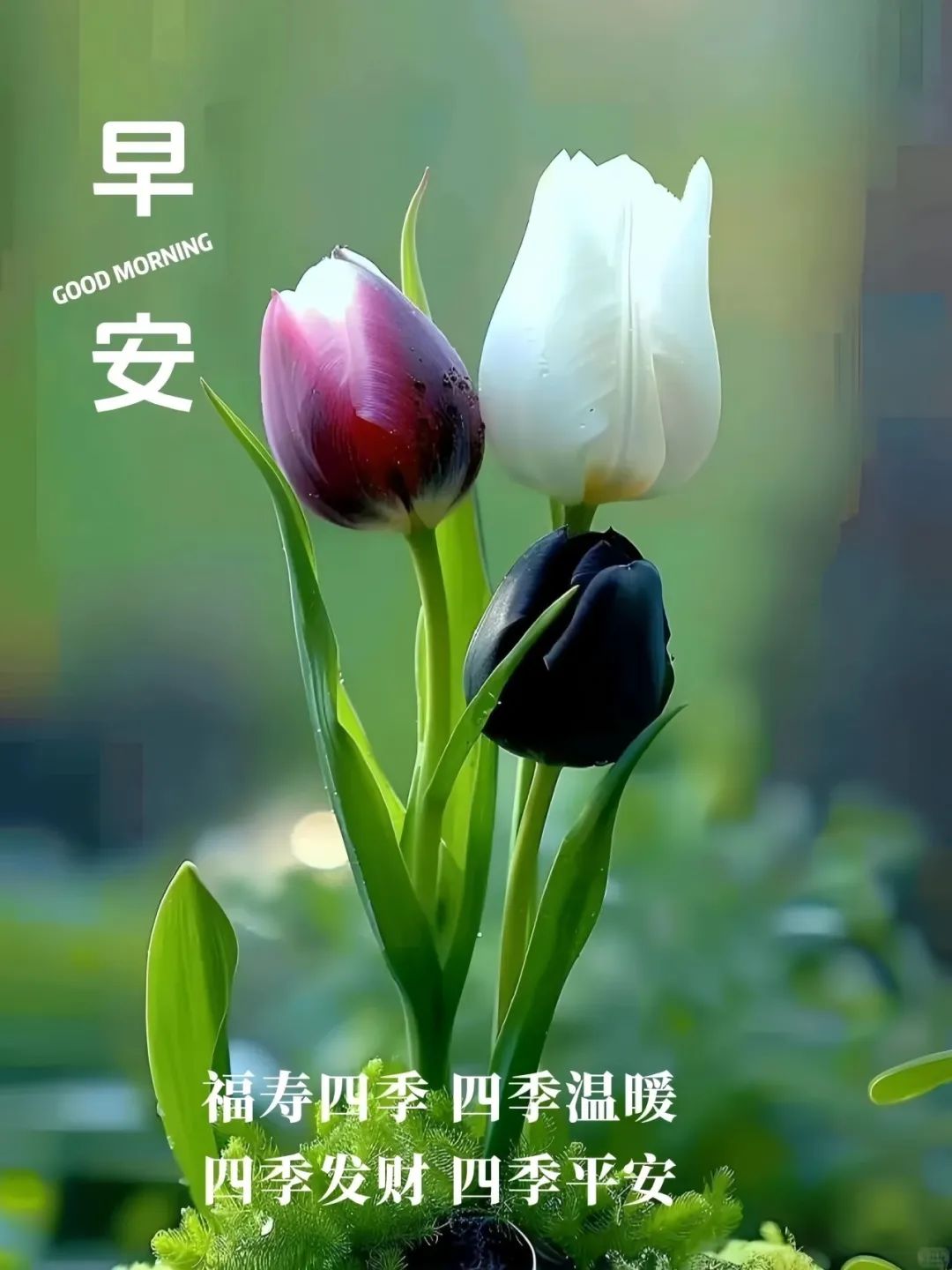 早安,早上好,上午好