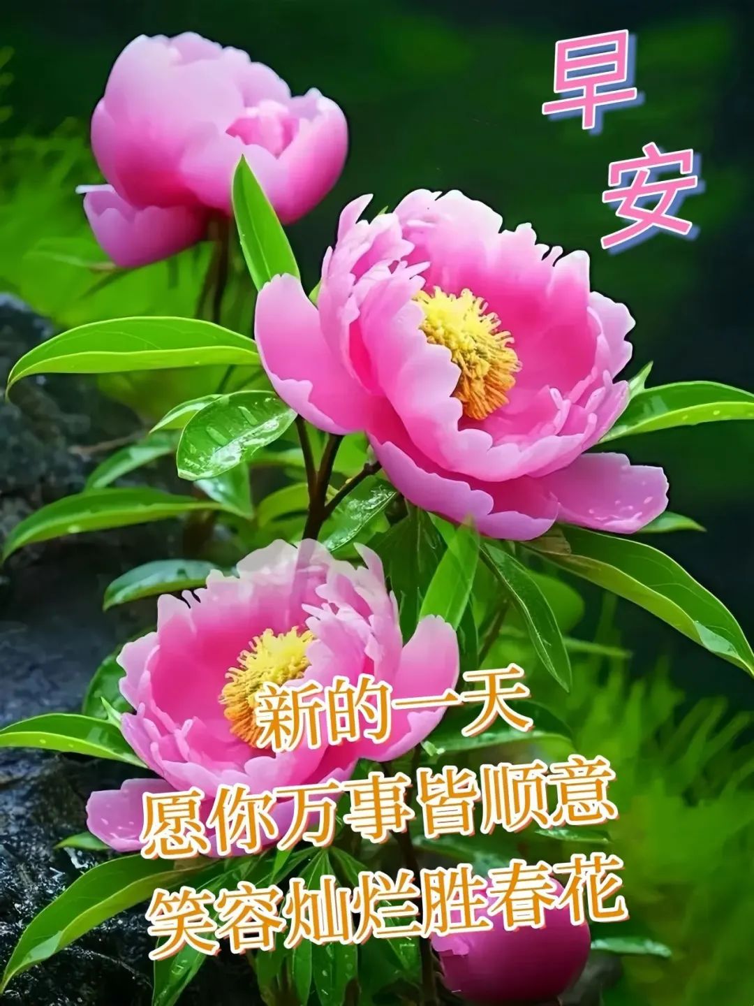 最新精美上午好图片，心意满满祝福，诚挚的问候