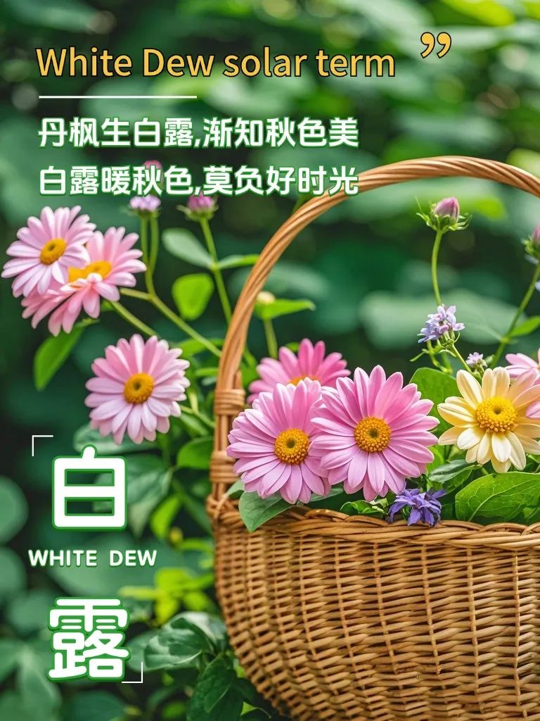 白露