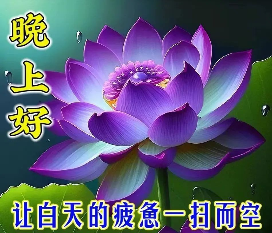 晚上好,晚安