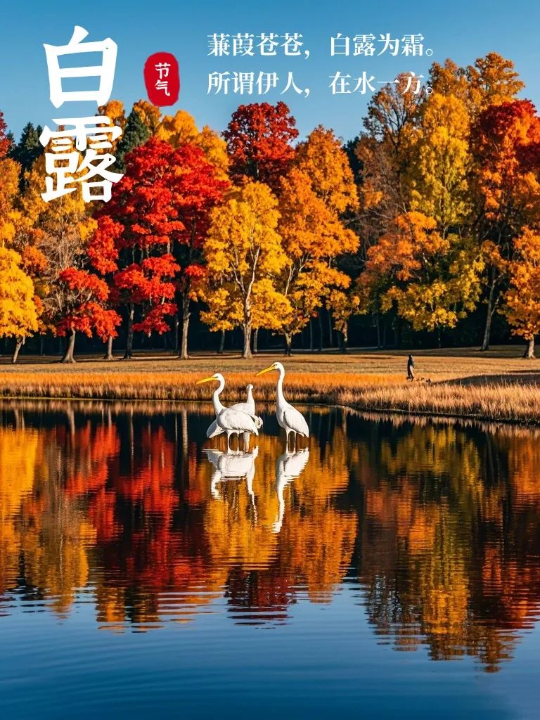 白露