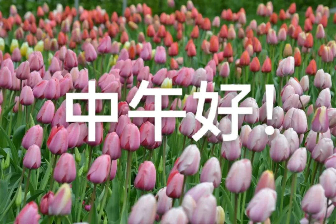 中午好,午安