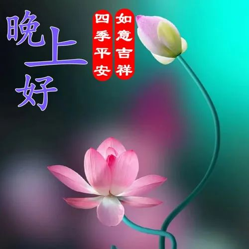 晚上好,晚安