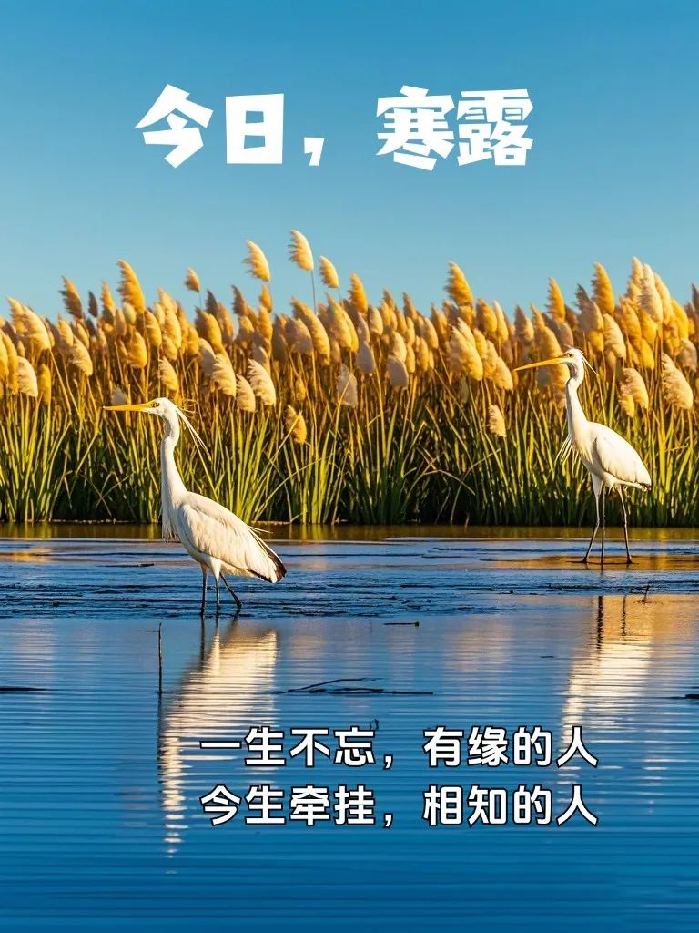 寒露｜适合寒露节气发朋友圈的高级文案!