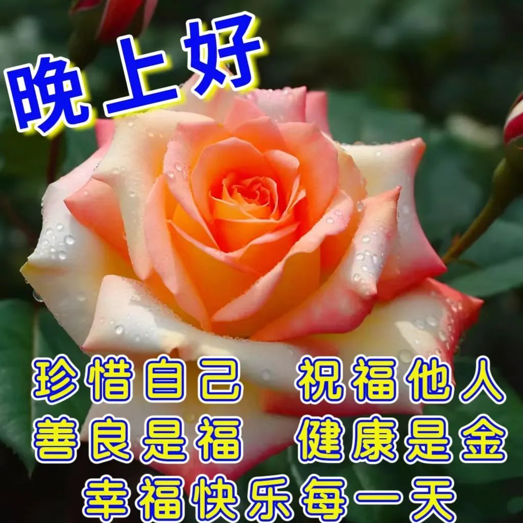 晚上好,晚安