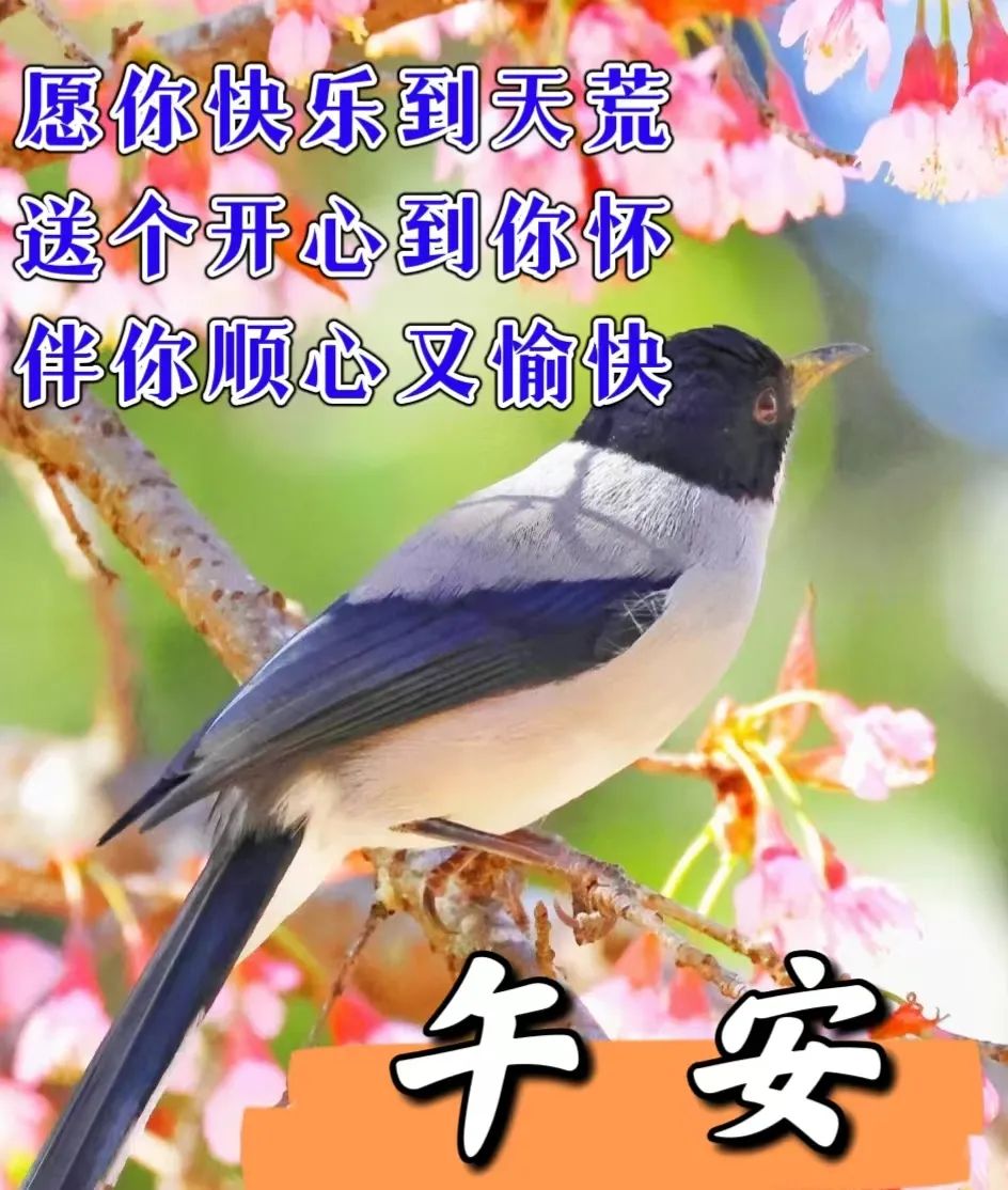中午好,午安