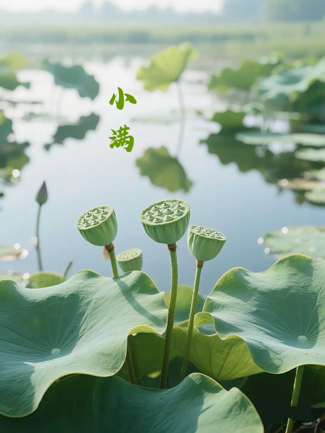 小满
