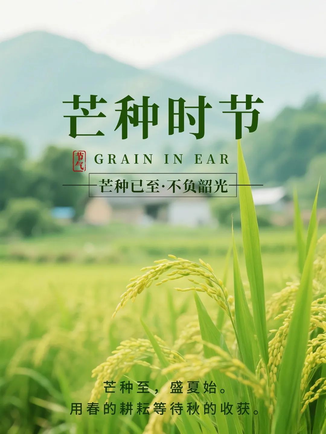 芒种