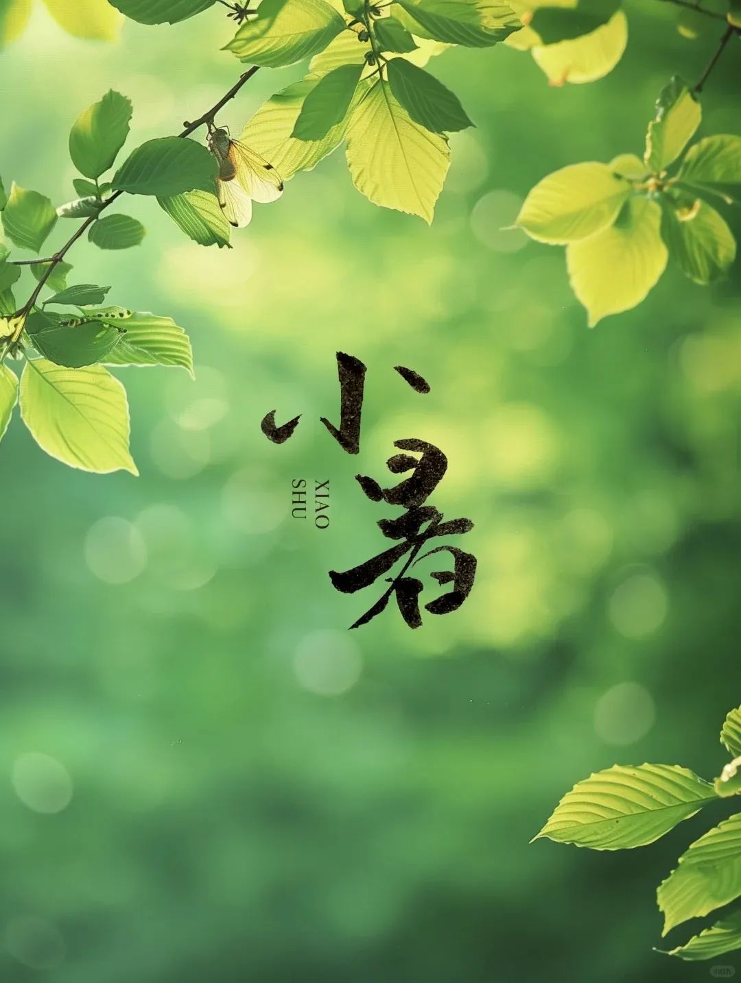 小暑