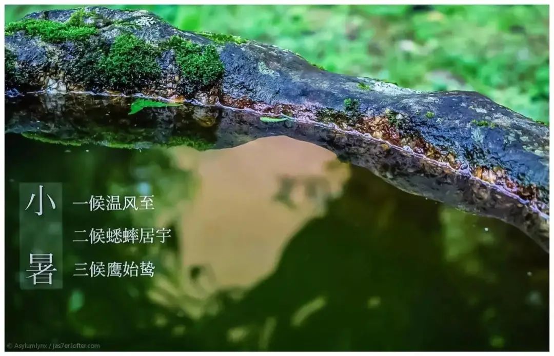 小暑