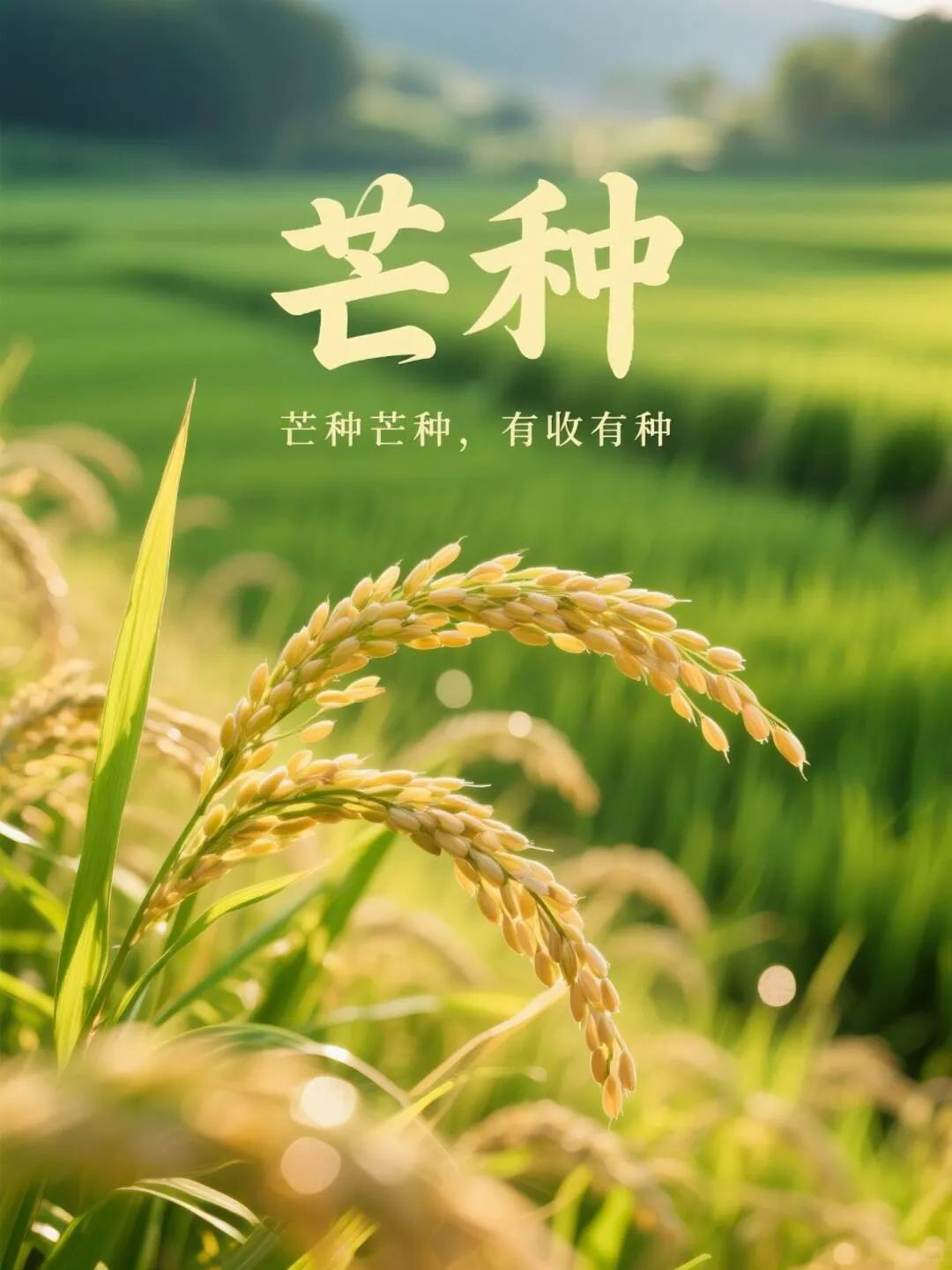 芒种