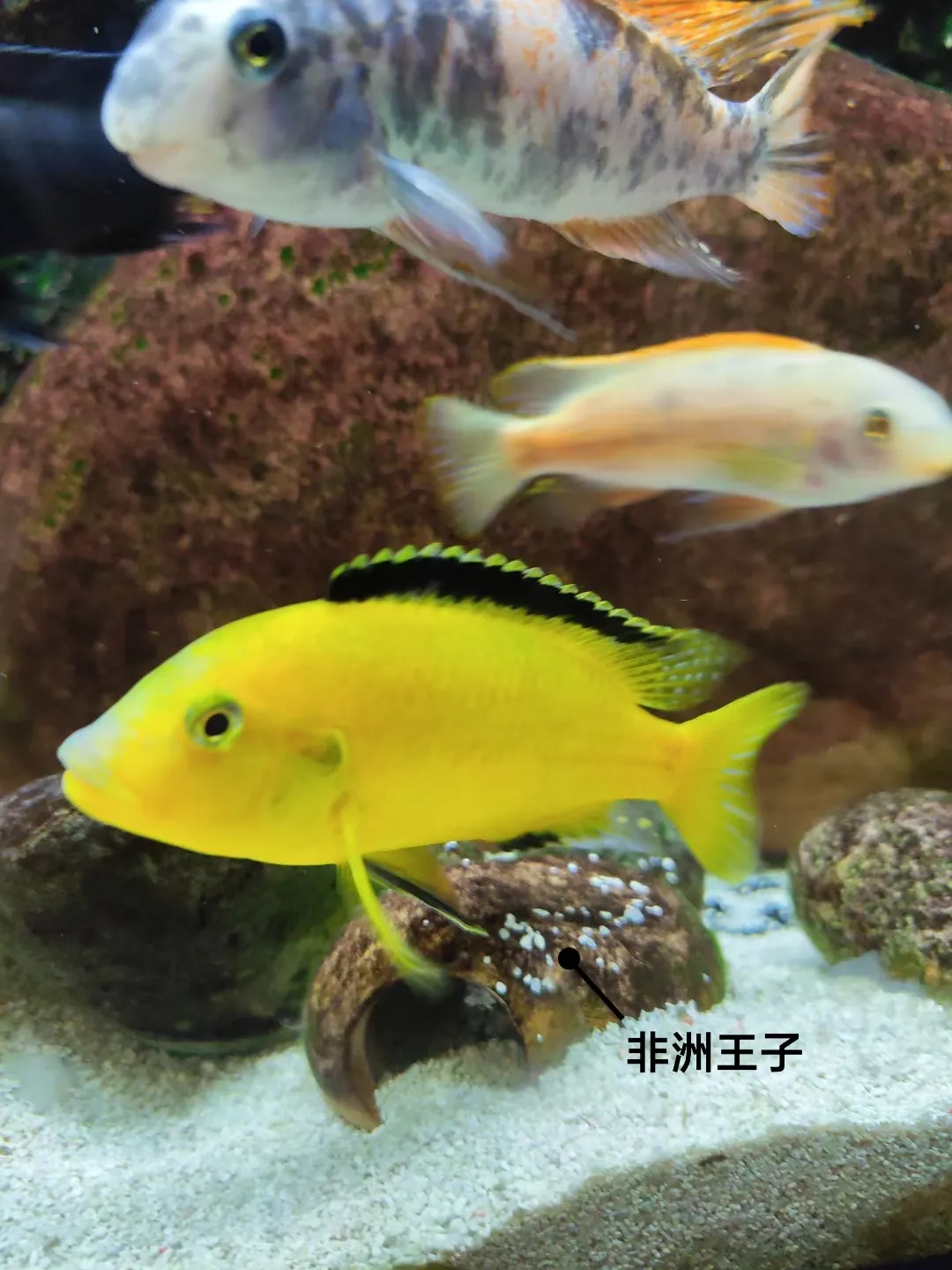 养鱼